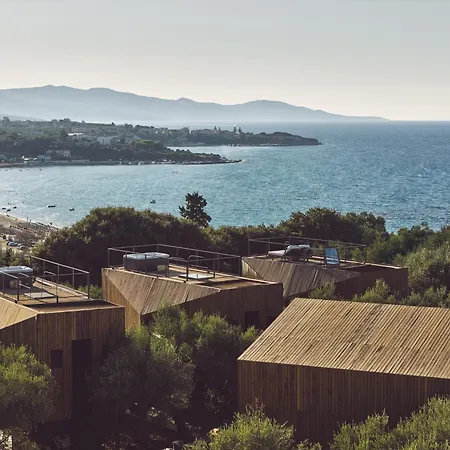 Prosilio Olive Tree チィリヴィ