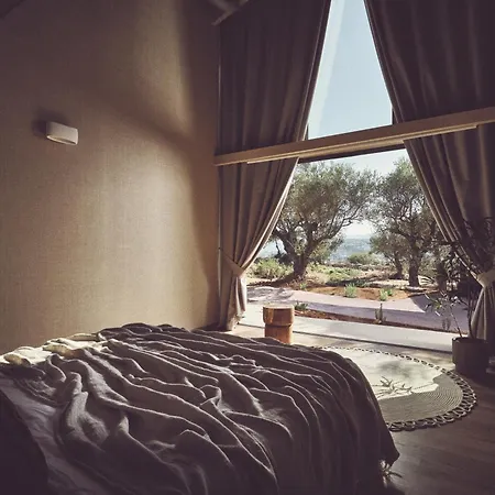Prosilio Olive Tree