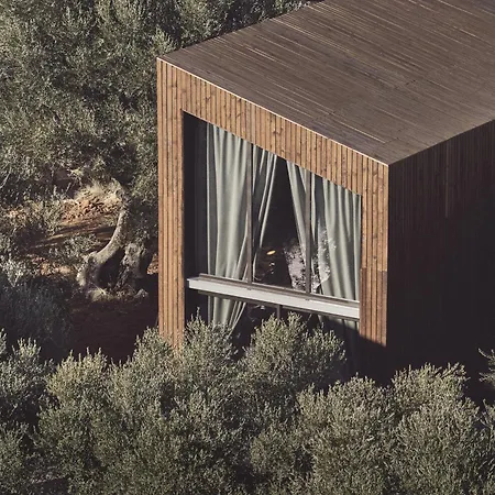 Prosilio Olive Tree تسيليفي