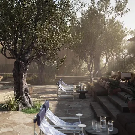 Prosilio Olive Tree *