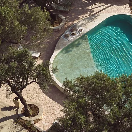 Prosilio Olive Tree *