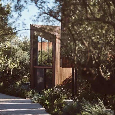 Prosilio Olive Tree