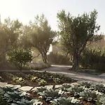 Prosilio Olive Tree