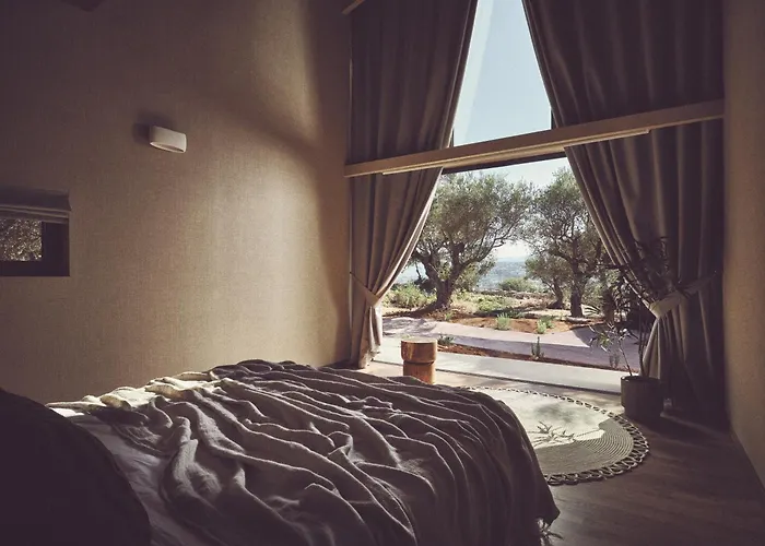 Prosilio Olive Tree