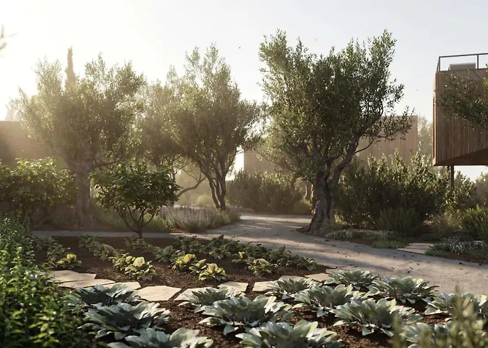 Prosilio Olive Tree