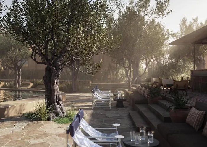 Prosilio Olive Tree *